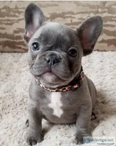 Cutes french bulldog puppies