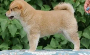 Potty Trained Shiba Inu Puppies.