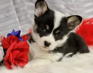 Welsh Corgi Pembroke Puppies For Sale
