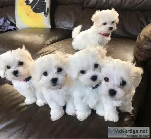 Cute Maltese puppies.