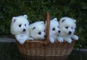 Japanese Spitz Puppies For Sale