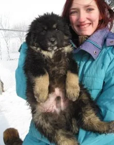 Tibetan Mastiff Puppies For Sale