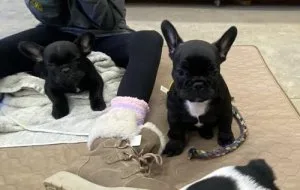 AKC reg. French Bulldog puppies