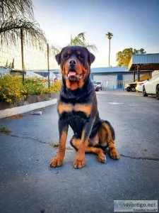 AKC registered male Rottweiler