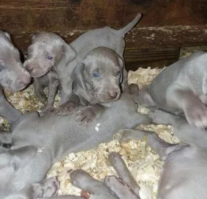 Weimaraner Puppies For Sale
