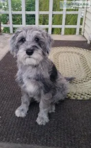 SHERMAN the SCHNOODLE