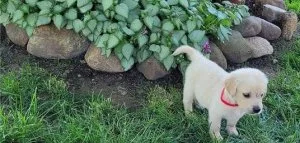 Golden Retriever Puppies