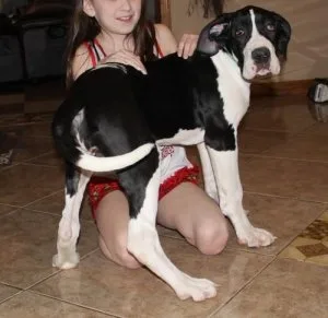 Great Dane Puppies For Sale