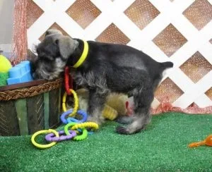 Miniature Schnauzer Puppies For Sale