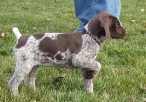 German Shorthaired Pointer Puppies available.