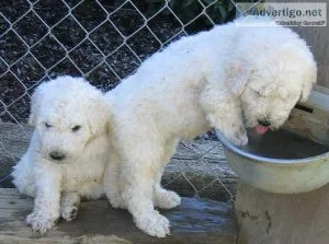 Charming Komondor pupies ready for rehoming.