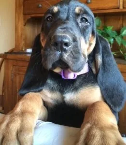 Adorable Bloodhound Puppies