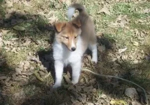 Beautiful Shetland sheepdog puppies