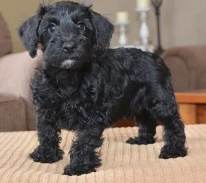 Affectionate Schnoodle Puppies Available now.
