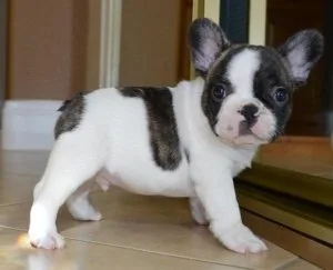 Adorable French Bulldog puppies ready for Sale.