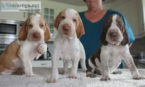Affectionate Bracco Italiano Puppies for Sale.
