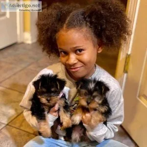 Gorgeous Yorkie puppies for sale