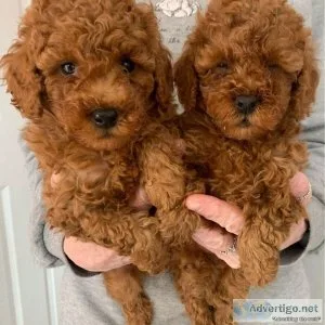 Cutest Toy PoodlePuppies Available.