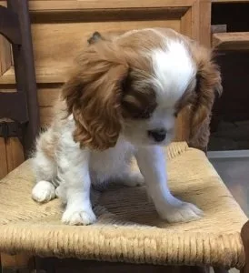 Beautiful Cavalier Spaniel Puppies For Sale.
