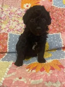 F1B mini Aussiedoodles