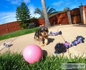 male and female Yorkie puppies available
