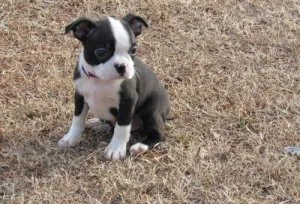 Well Socialized Boston Terrier For lovely homes.