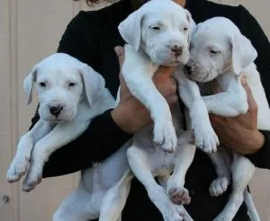 House trained Dogo Argentino puppies for sale.