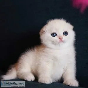 scottish fold munchkin cat for adoption