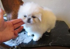 Well Socialized Pekingese Puppies