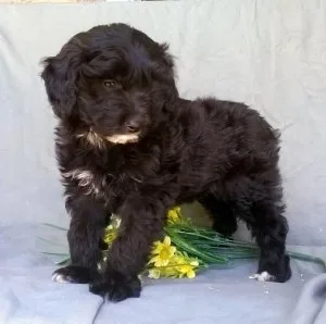 Aussie Doodle puppies available now