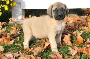 Mastiff Puppies