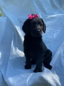 Labradoodles