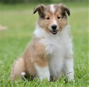 Very Healthy Collie Puppies.