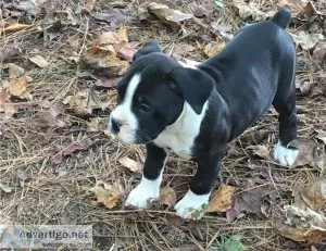 Very Healthy Boxer puppies