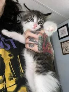 Male kittens
