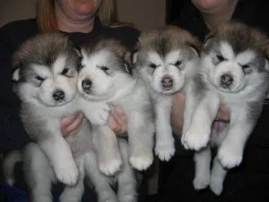 Home raised Alaskan malamute Puppies.