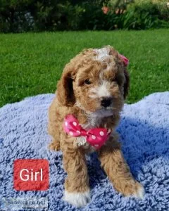 Stunning Cavapoo puppies available
