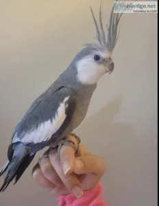 Male White Faced Cockatiel