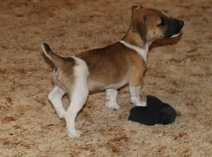 Jack Russel Terrier puppies Puppies ready now to go