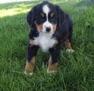 Adorable Bernese Mountain Dog Puppies
