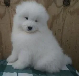 Lovely Samoyed puppies For Sale..
