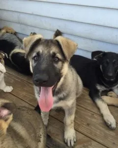 Well Trained German Shepherd Puppies For Sale.