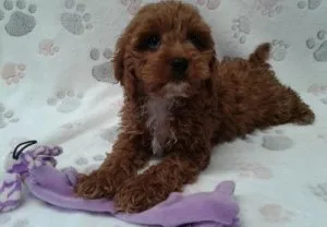Beautiful Cavapoo Puppies.