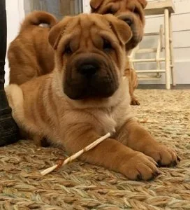 Adorable Chinese Shar-Pei Puppies for Sale
