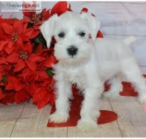 Full potty trained Miniature Schnauzer Puppies