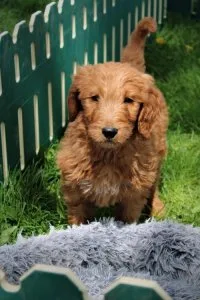 Beautiful CKC reg. Golden Doodle Puppies.