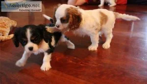 Cavalier King Charles Spaniel puppies for Sale.
