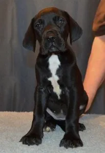 Great Dane puppies. Real family dogs available