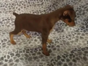 Excellent Miniature Pinscher Puppies