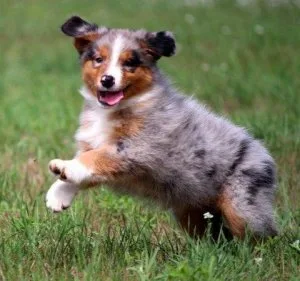 4 Australian Shepherds puppies